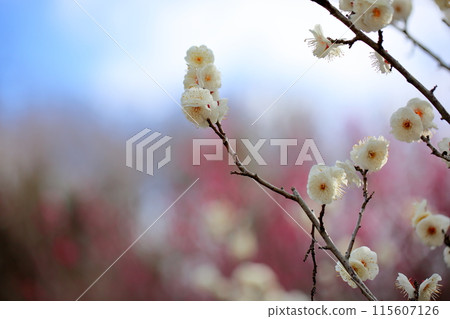 Full bloom plum blossoms tiger's tail 115607126