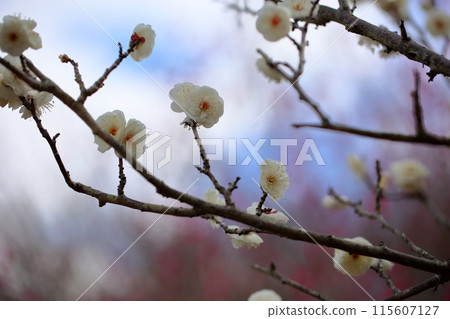 Full bloom plum blossoms tiger's tail 115607127