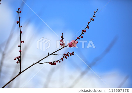 Plum blossoms Kochi Plum blossoms Kochi 115607578