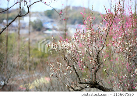 白梅花盛開，冬至 115607580