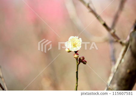 白梅花盛開，冬至 115607581