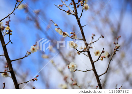 白梅花盛開，冬至 115607582