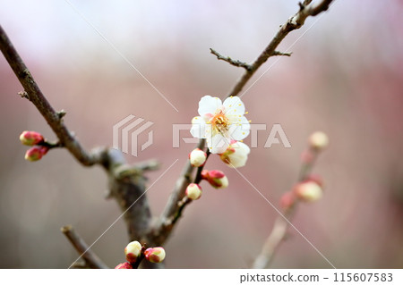 White plum blossoms in full bloom, winter solstice White plum blossoms in full bloom, winter solstice 115607583