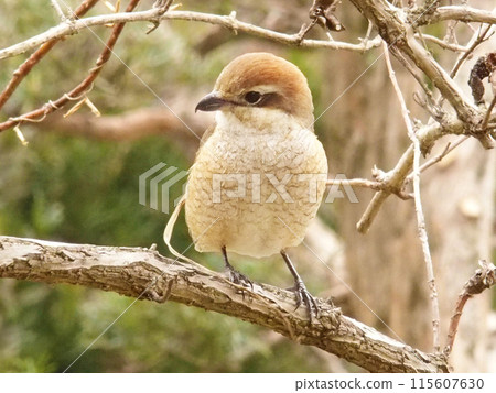 Moss perching on a tree Moss perching on a tree 115607630