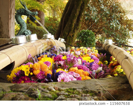 長津屋開滿了五彩繽紛的花朵 115607638