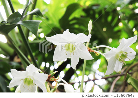 Amazon Lily Amazon Lily 115607642