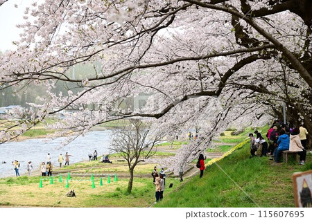 檜內川河畔的櫻花節 檜內川河畔的櫻花節 115607695