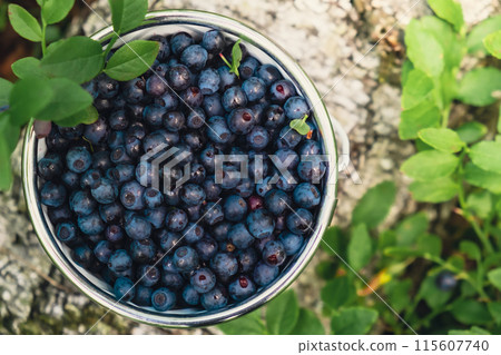 Close-up of Blueberries in white bucket in the forest with green leaves. Country life gardening eco friendly living Harvested berries, process of collecting, harvesting berries into glass jar in the Close-up of Blueberries in white bucket in the forest with green leaves. Country life gardening eco friendly living Harvested berries, process of collecting, harvesting berries into glass jar in the 115607740