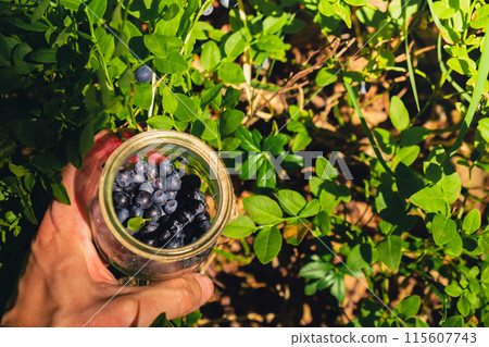 Close-up of male hands picking Blueberries in the forest with green leaves. Man Harvested berries, process of collecting, harvesting berries into glass jar in the forest. Bush of ripe wild blackberry 115607743