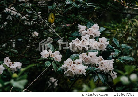 White Flowers in Lush Green Foliage White Flowers in Lush Green Foliage 115607795