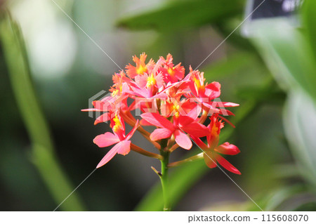 Epidendrum Epidendrum 115608070