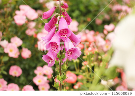 Digitalis 115608089