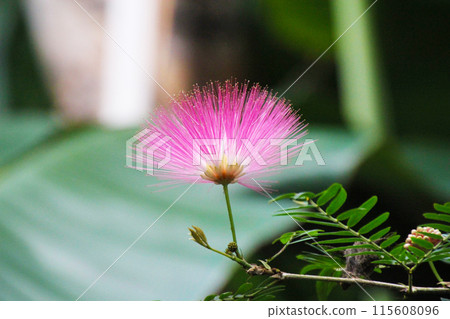 Nemnoki花 115608096