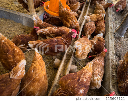 chicken eat feed and grain at farm chicken eat feed and grain at farm 115608121