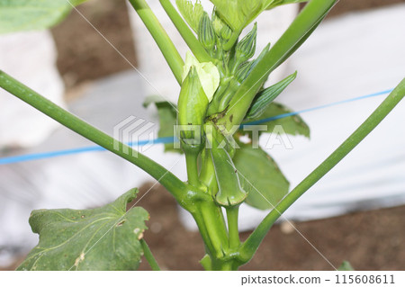 Okra of a home garden Okra of a home garden 115608611
