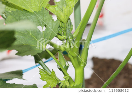 家庭菜園的秋葵 家庭菜園的秋葵 115608612