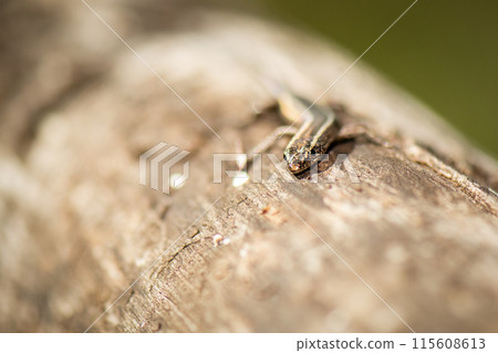 Ragged Snake-eyed Skink 115608613