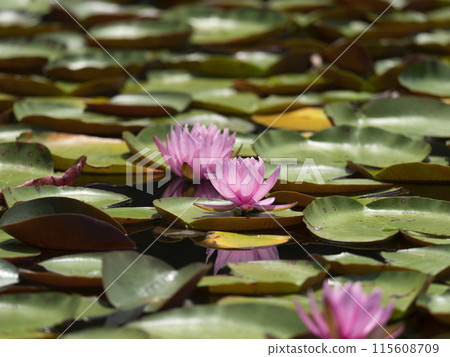 Pink water lilies blooming in the pond of the botanical garden 115608709