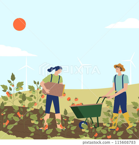 Two farmers are harvesting tomatoes in a field on a sunny day. 115608783