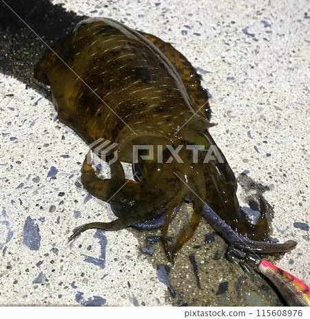 捕獲藍鰭魷魚 115608976