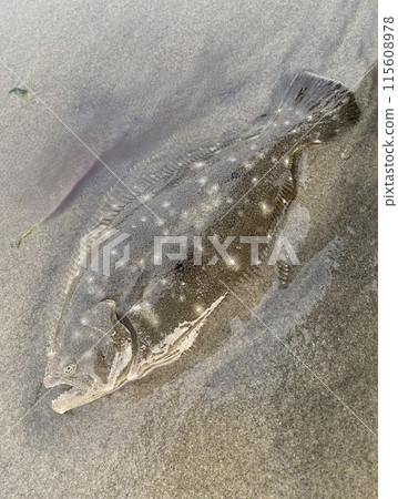 Fish buried in sand 115608978