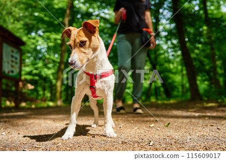 Woman wearing casual clothes walks her Jack Russell terrier dog in summer park. Dog is wearing red harness. Cute pet at morning walking 115609017