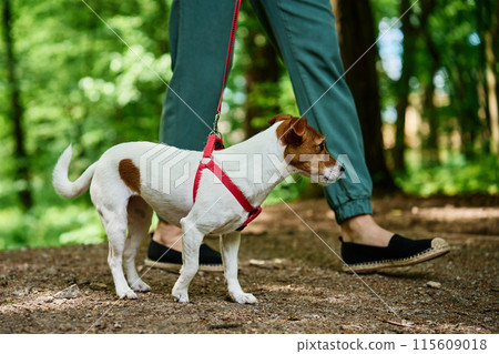Female dog walker walks her Jack Russell terrier dog in summer park, leads it on leash. Cute pet at morning walking. Woman with her pet have fun outdoors Female dog walker walks her Jack Russell terrier dog in summer park, leads it on leash. Cute pet at morning walking. Woman with her pet have fun outdoors 115609018