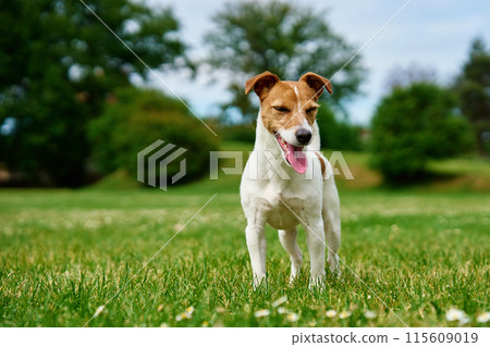 Curious dog stands on lawn with green grass, his tongue sticking out. Active pet outdoors. Cute Jack Russell terrier portrait Curious dog stands on lawn with green grass, his tongue sticking out. Active pet outdoors. Cute Jack Russell terrier portrait 115609019