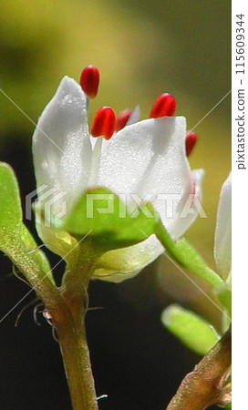 A cute treasure of Mount Takao: Flower (March) Hana Nekonome (Cat's Eye Flower) 40-1V9.16 115609344