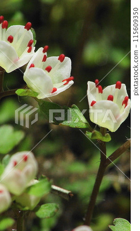 Mount Takao's cute treasure: Flower (March) Hana Nekonome (flower cat's eye) 41-2V9.16 Mount Takao's cute treasure: Flower (March) Hana Nekonome (flower cat's eye) 41-2V9.16 115609350