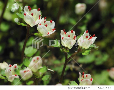 Mount Takao's cute treasure: Flower (March) Hana Nekonome (flower cat's eye) 41H4.3 115609352