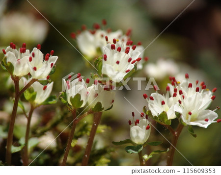 高尾山的可愛寶藏花（三月）Hananeko nome（花貓眼）43H4.3 115609353