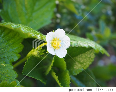 野草莓花 野草莓花 115609453