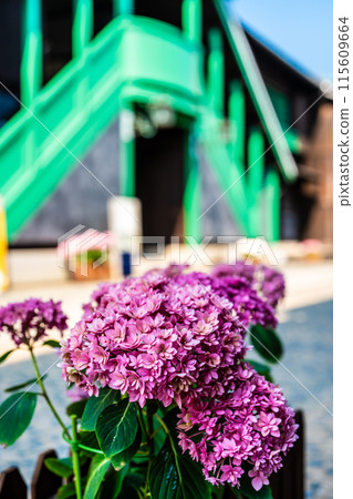 Nagasaki Dejima, former Dutch trading post, Kapitan room, exterior and hydrangeas [Nagasaki City] 115609664