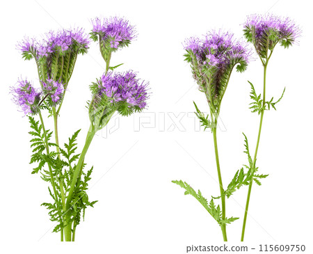 Phacelia flower isolated on white background with full depth of field Phacelia flower isolated on white background with full depth of field 115609750