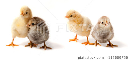 two little chicken isolated on white background 115609766