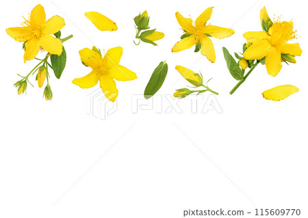saint john's wort or Hypericum flowers isolated on white background. Top view with copy space for your text. Flat lay saint john's wort or Hypericum flowers isolated on white background. Top view with copy space for your text. Flat lay 115609770
