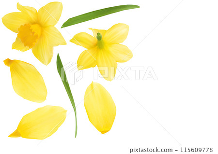 Daffodil flower or narcissus isolated on white background with full depth of field. Top view with copy space for your text. Flat lay Daffodil flower or narcissus isolated on white background with full depth of field. Top view with copy space for your text. Flat lay 115609778