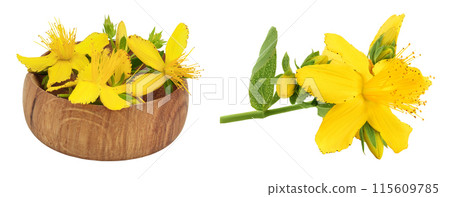 saint john's wort or Hypericum flowers in wooden bowl isolated on white background 115609785