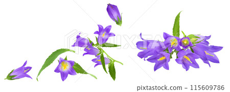 Campanula flower isolated on white background. Top view with copy space for your text. Flat lay 115609786