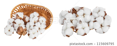 Cotton plant flower in a wicker basket isolated on white background with full depth of field 115609795