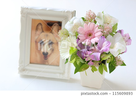 Arrangement of gentle color 115609893