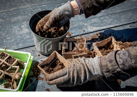 Preparing for planting of seedlings in peat pots, preparation of soil, garden work in spring Preparing for planting of seedlings in peat pots, preparation of soil, garden work in spring 115609896