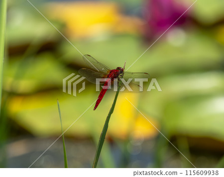 A red dragonfly resting on grass by the water 115609938