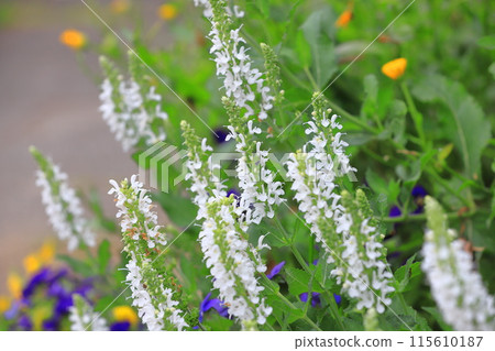 Salvia nemorosa Mellow White 115610187