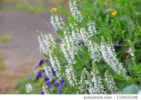 Salvia nemorosa Mellow White Salvia nemorosa Mellow White 115610196