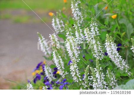 Salvia nemorosa Mellow White Salvia nemorosa Mellow White 115610198