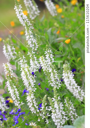 Salvia nemorosa Mellow White Salvia nemorosa Mellow White 115610204
