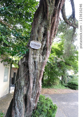 Bungo-Ono City (Asaji Town) Asaji Station 115610246