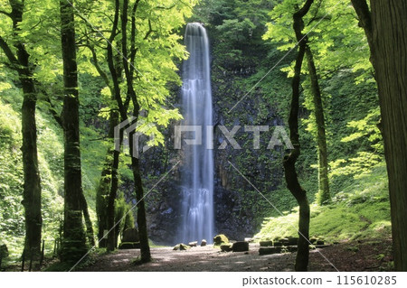 Tamasudare Falls (Sakata City, Yamagata Prefecture) Tamasudare Falls (Sakata City, Yamagata Prefecture) 115610285